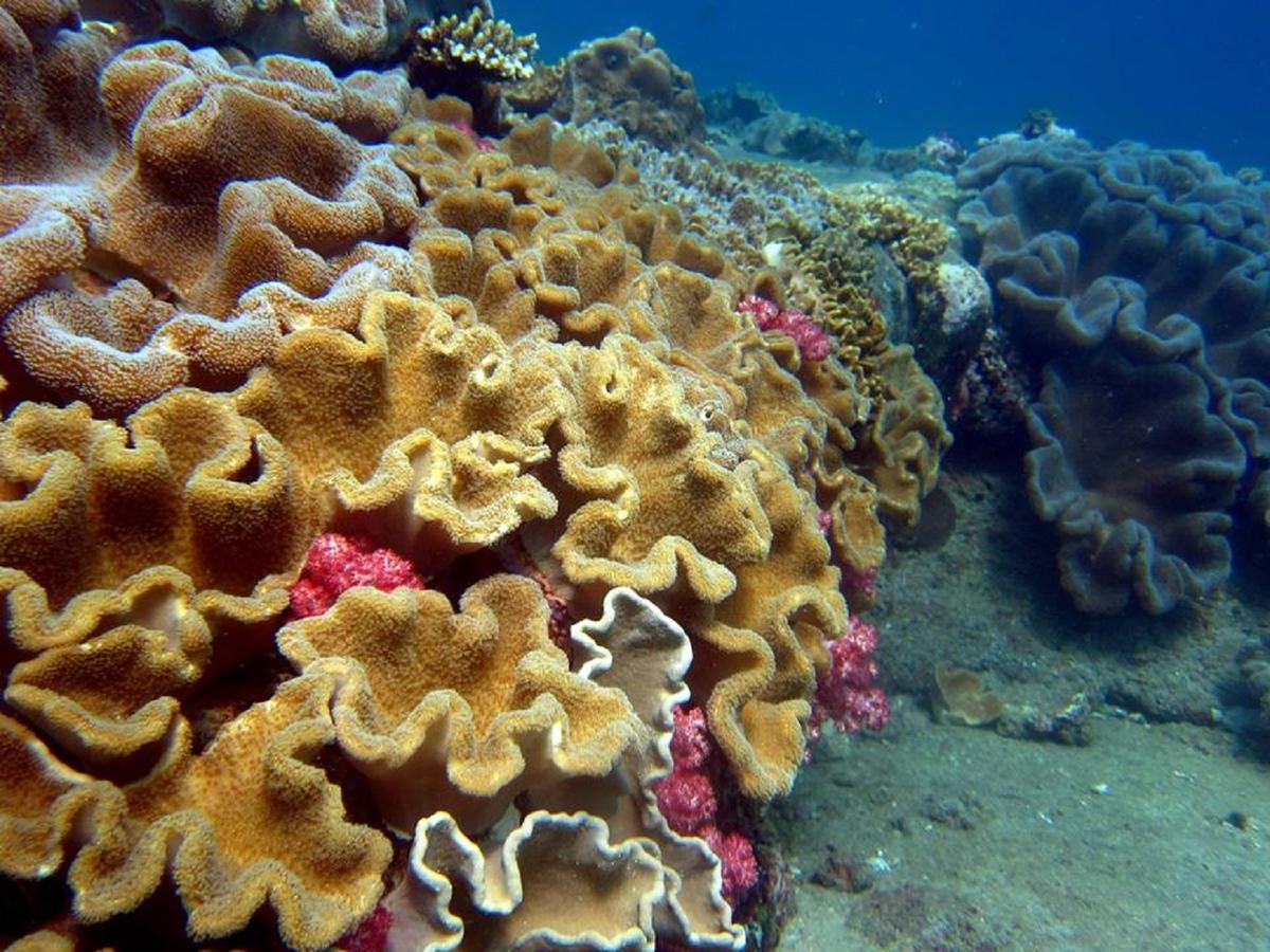 Seadina Coral Home Matara Kültér fotó